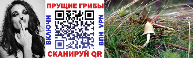 Псилоцибиновые грибы Magic Shrooms  KRAKEN ONION  Сургут 